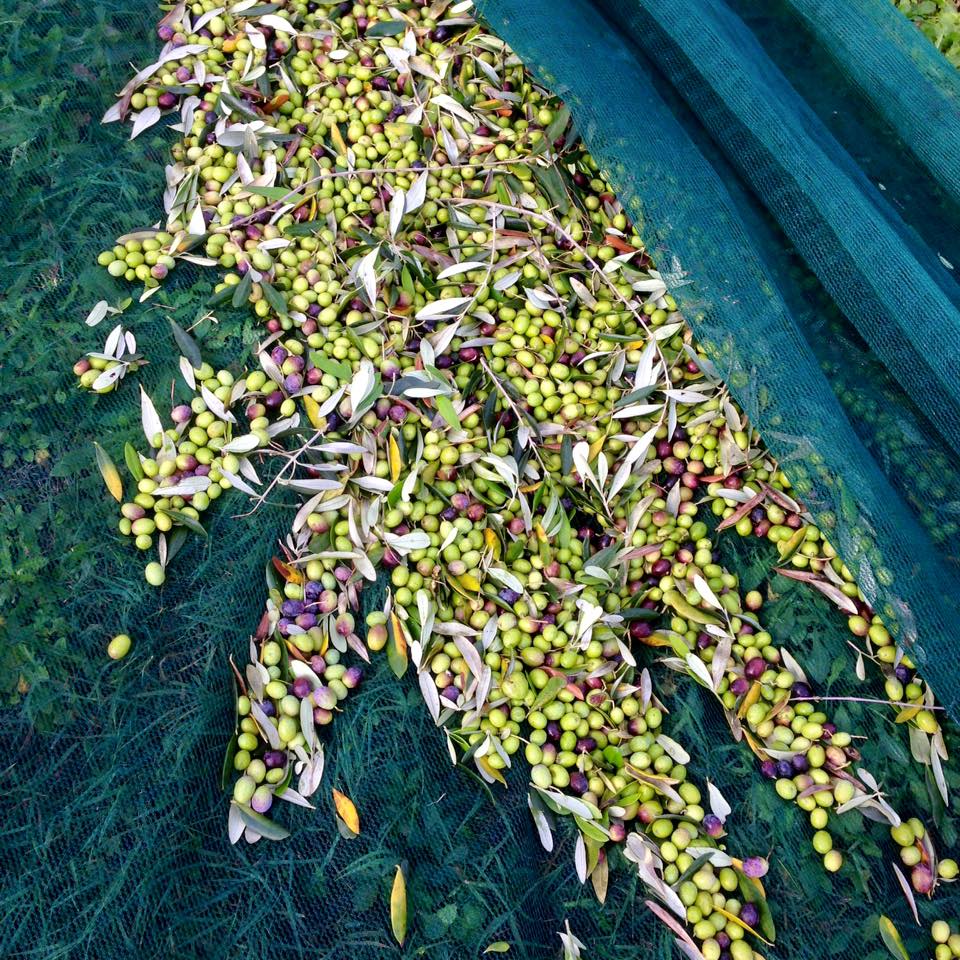 raccolta olive 2017